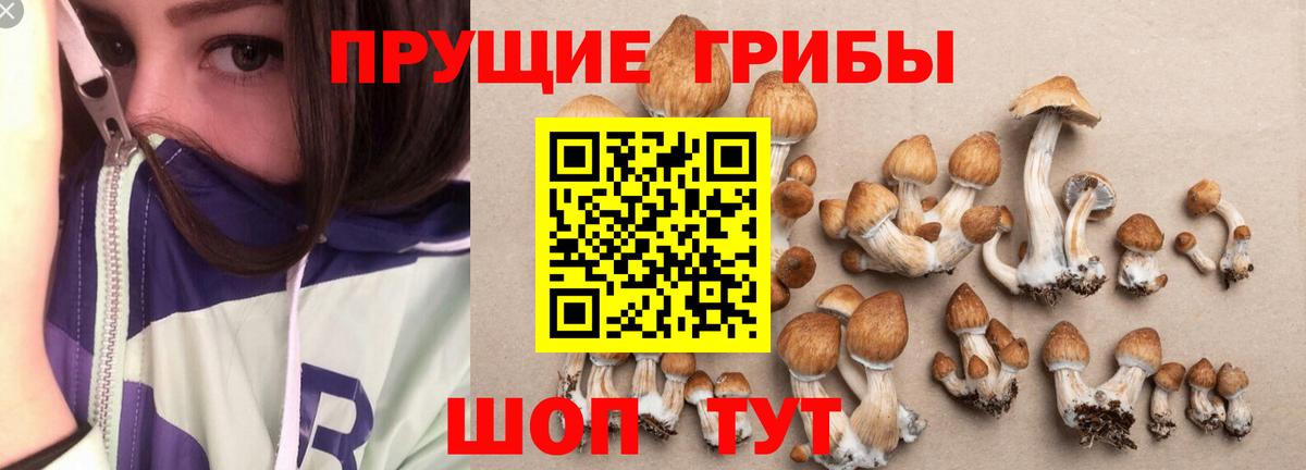 Псилоцибиновые грибы Psilocybine cubensis  что такое наркотик  Галлюциногенные грибы мицелий  Рославль  Вход с VPN 